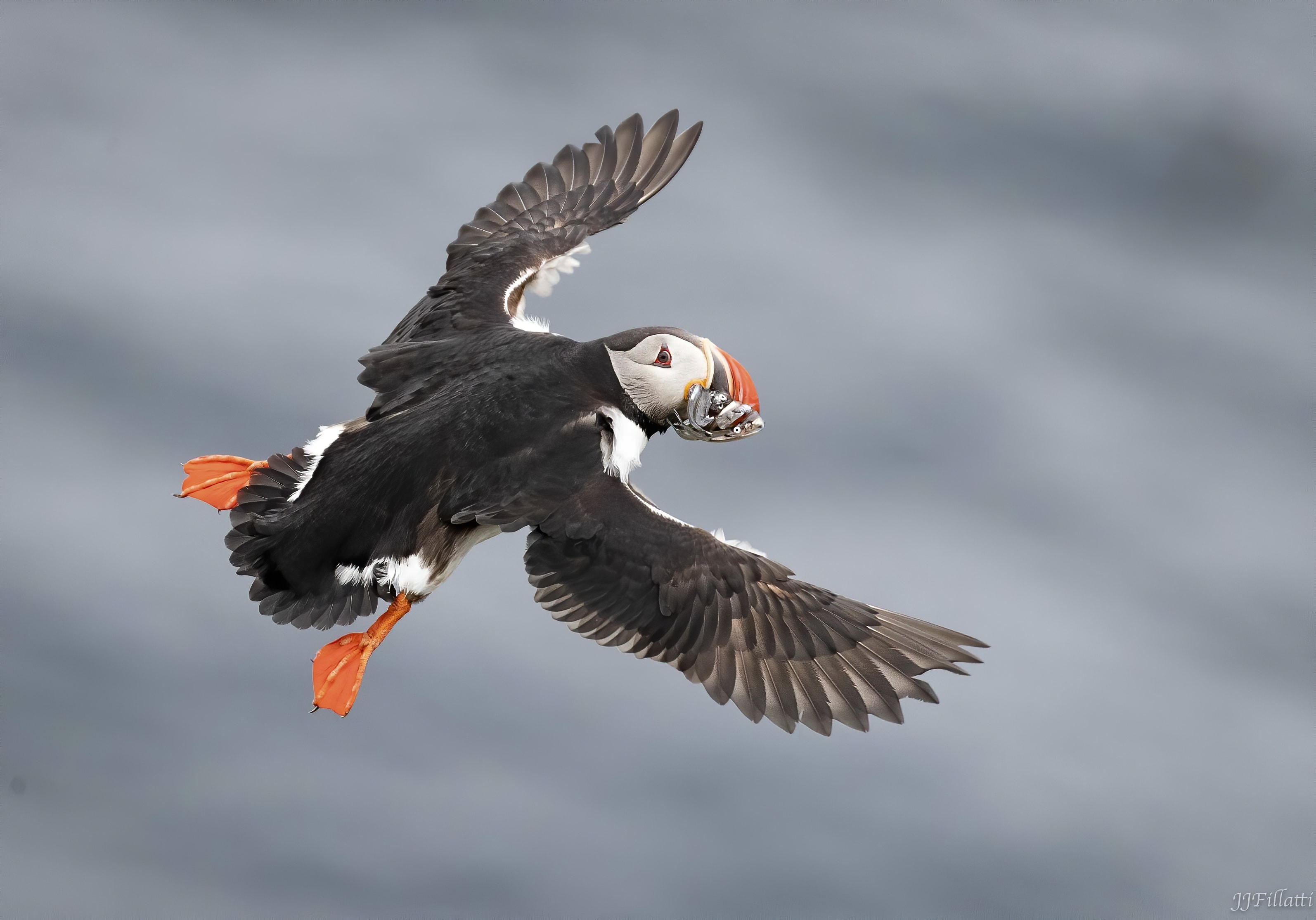 bird of iceland image 2